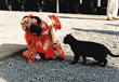 ねこちゃん、あそぼ