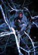 Mother & Baby Japanese Monkey