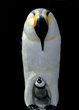 皇帝ペンギン