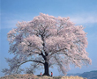 桜の下で