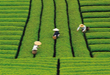 茶摘みのころ