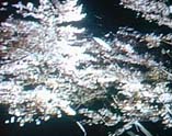 桜前線がいよいよ北上