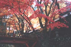 岐阜県谷汲村・もみじまつり