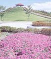 宮城県岩沼市・花まつり