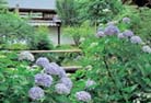 山梨県塩山市・三窪高原つつじ