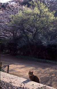 (C)Shigenori Shibuya