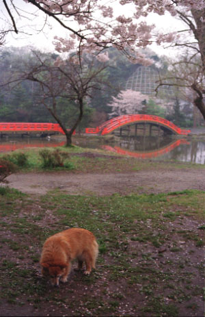 (C)Shigenori Shibuya