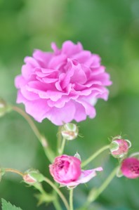 作例４手前の花弁にピント