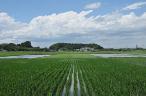 作例２稲が大きすぎる