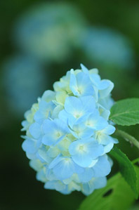 作例３日陰の花を狙う