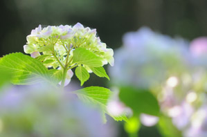 作例４花の後ろから逆光で撮る