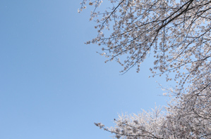 作例１空に花びらを重ねて撮る