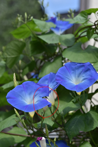 作例2 強風で花に傷がついている