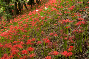 作例1 手前の花が枯れている