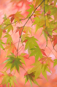 作例3 ＋1.3補正
