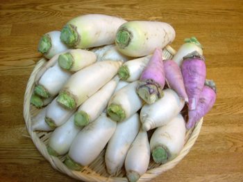 辛味大根