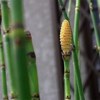 木賊（とくさ）