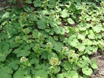 蕗の薹の花