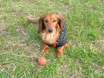 愛犬クイーポ