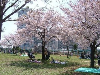 染井吉野