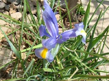 アイリスの花