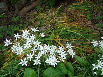 曼珠沙華