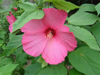 芙蓉の花