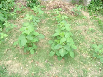 枝豆