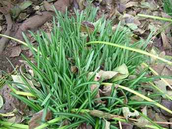 曼珠沙華の葉
