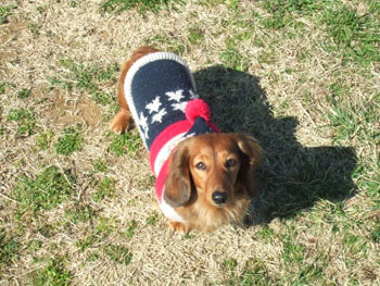 愛犬クイーポ