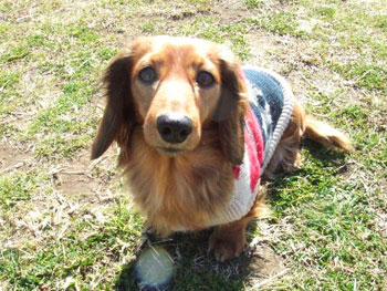 愛犬クイーポ