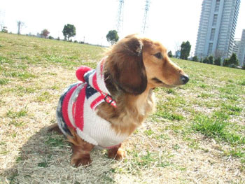 愛犬クイーポ