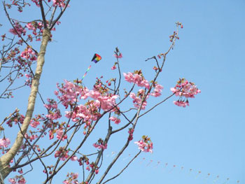 陽光の開花