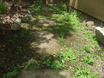 成長する雑草