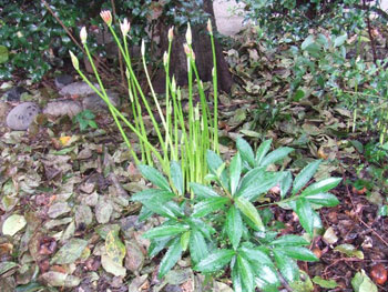 曼珠沙華