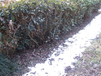 雪
