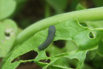 カブラハバチの幼虫
