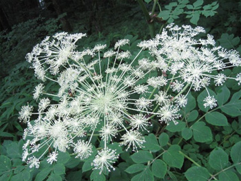 花火