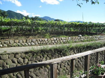 栽培圃場