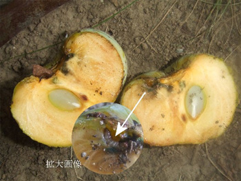 次郎柿