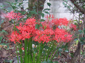 赤い曼珠沙華