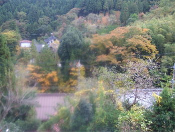 木々の化粧