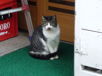 猫