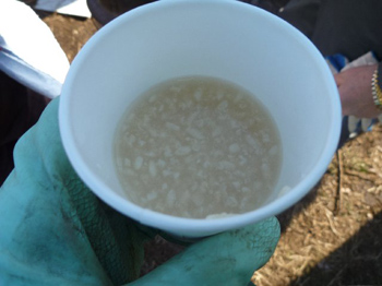 甘酒