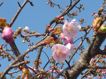 河津桜