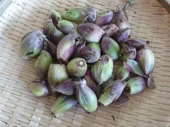 蕗の薹