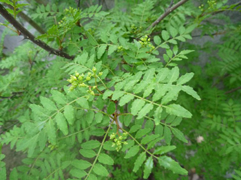 山椒
