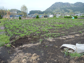 １５０坪