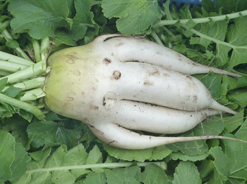 青々
