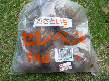 種芋
